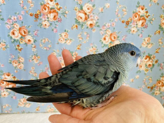 サザナミインコ