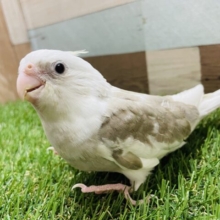 最新画像あります☆シナモンカラーで優しい雰囲気です♪オカメインコホワイトフェイスシナモンパイド☆