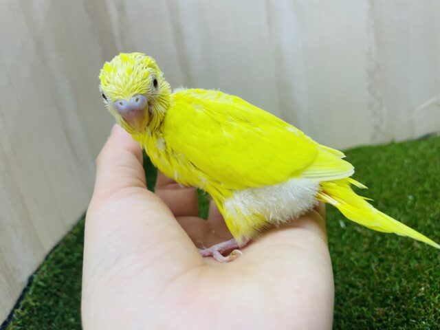 セキセイインコ