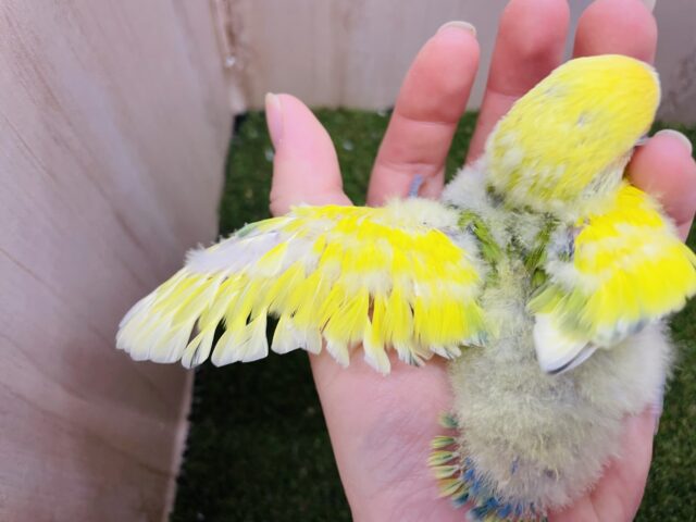 コザクラインコ（小桜インコ）