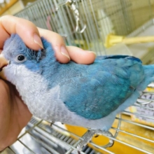 最新画像になりますよ⭐️青空広がるブルーカラー！ただ好きなものだけ詰め込んで〜💓　オキナインコ　ブルー