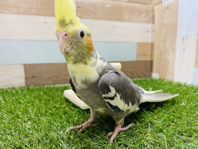 オカメインコ