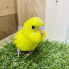 最新画像有り☆黒い模様がチャームポイントのヒナさん！セキセイインコのハルクイン！