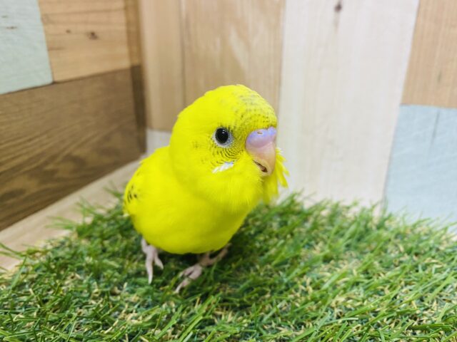 最新画像有り☆黒い模様がチャームポイントのヒナさん！セキセイインコのハルクイン！