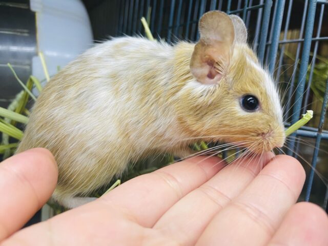 最新画像になりますよ～！！ようこそ！我が家へ〜〜〜💓　デグー　サンドパイド　男の子