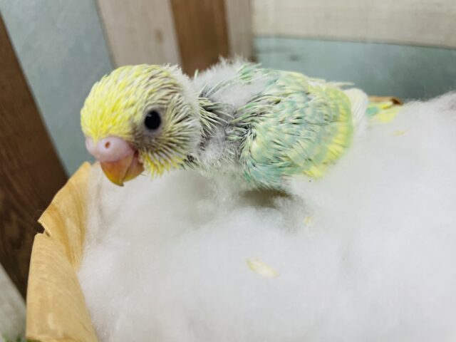 セキセイインコ