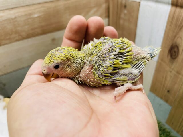 コザクラインコ（小桜インコ）