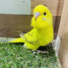 最新画像あります☆表情がとっても可愛らしいヒナさん！セキセイインコのオパーリン！