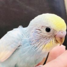 明るく輝くカラーでみんなを元気に　　セキセイインコ　Ｒ５　６／２９撮影