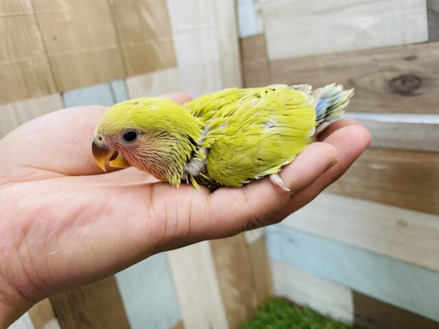 コザクラインコ（小桜インコ）