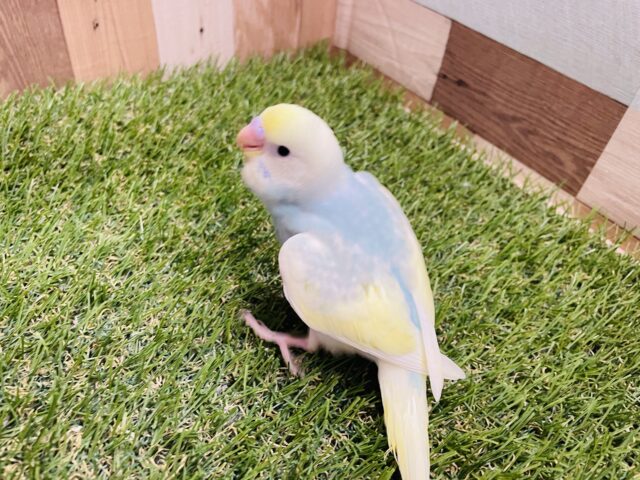 セキセイインコ