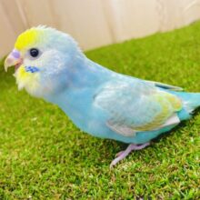 最新画像になりますよ⭐️なんだかドキドキしちゃうし、素敵な予感があるでしょ？　セキセイインコ　パステルカラーレインボー
