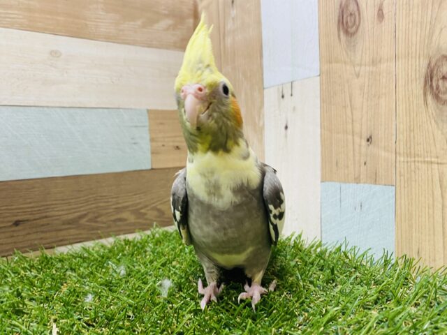 オカメインコ