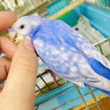 新松戸店⭐️メロメロにさせ隊⭐️最新画像になりますよ⭐️青空広がる雲の隙間から登場⭐️青空セキセイ✨　セキセイインコ　スパングル