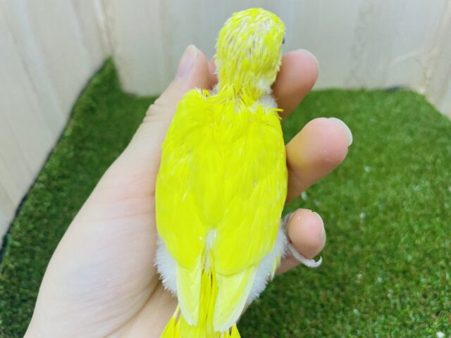 セキセイインコ