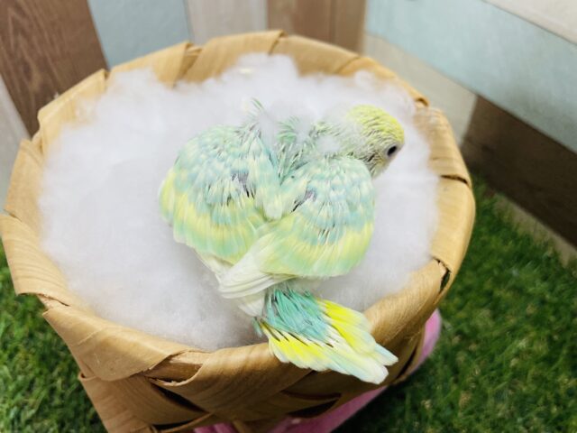 セキセイインコ