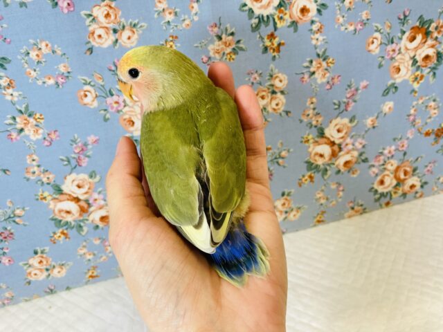 コザクラインコ（小桜インコ）