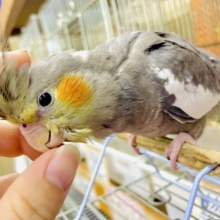 最新画像になりますよ⭐️いっせーのせ！ここはキミだけのワン・マン・ショー！　オカメインコ　ノーマル　