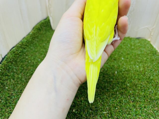 セキセイインコ