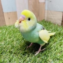 最新画像あります☆クリーム色の羽が可愛らしい！！セキセイインコのクリームパイド！