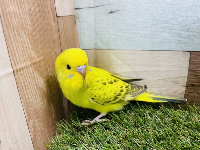 セキセイインコ