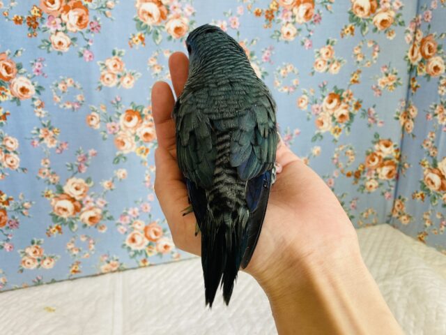 サザナミインコ