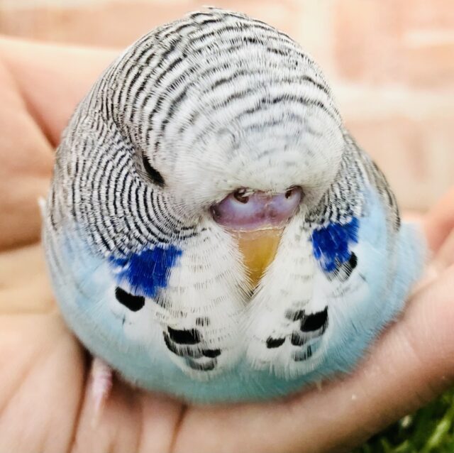 ジャンボセキセイインコ
