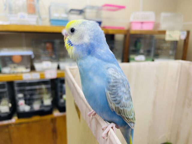 セキセイインコ