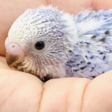 濃いめカラーはお好きですか？　セキセイインコ　オパーリン　Ｒ５　６／２８撮影