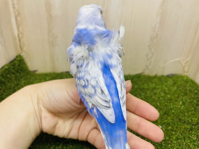 羽衣セキセイインコ