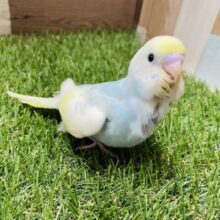 最新画像あります☆優しい雰囲気の人気カラー！セキセイインコのパステルレインボーパイド！