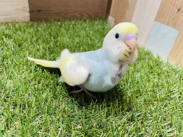 最新画像あります☆優しい雰囲気の人気カラー！セキセイインコのパステルレインボーパイド！