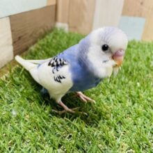 最新画像あります☆白い羽がとっても綺麗なヒナさん！セキセイインコのパイド！