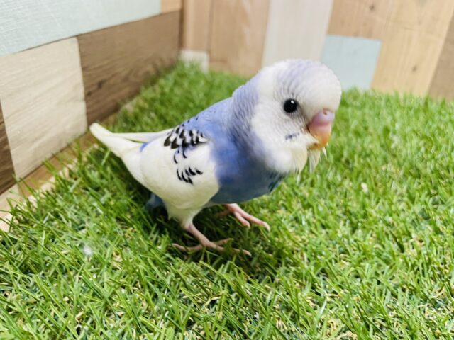 最新画像あります☆白い羽がとっても綺麗なヒナさん！セキセイインコのパイド！