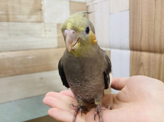 最新画像有り☆久々にやって来ました！オカメインコノーマルカラー☆