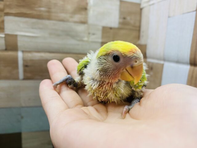 コザクラインコ（小桜インコ）