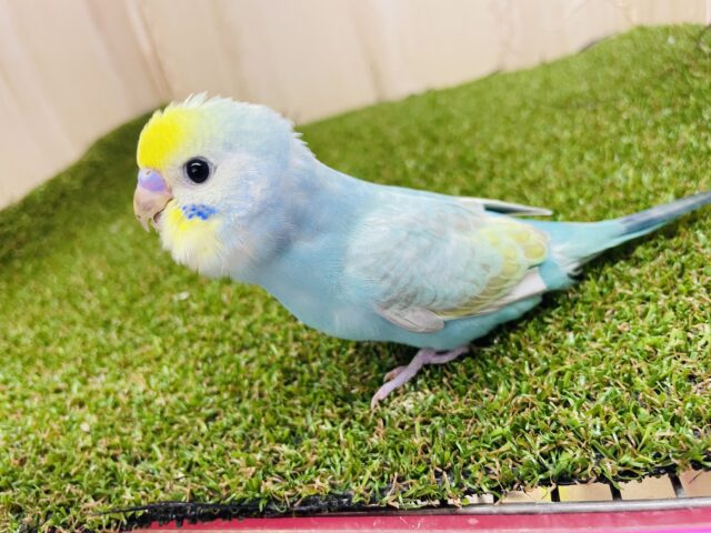 セキセイインコ