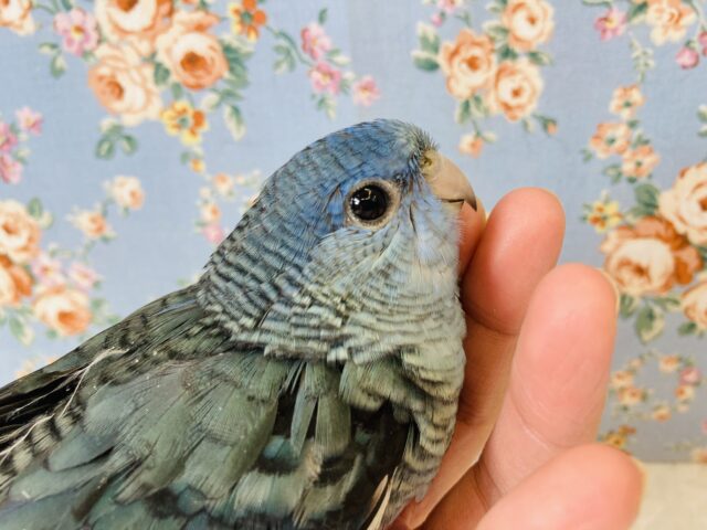 サザナミインコ