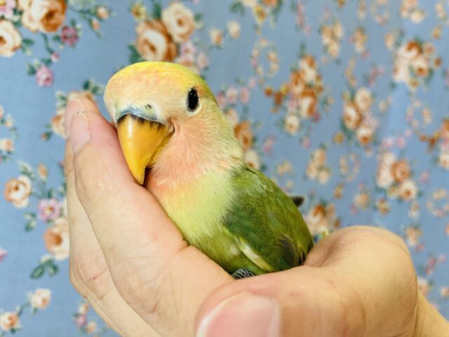 コザクラインコ（小桜インコ）