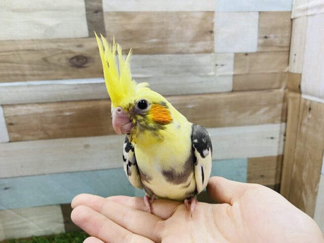 オカメインコ