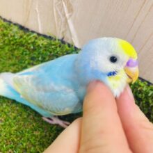 最新画像になりますよ⭐️夏っぽく🌻弾けちゃおう🏄‍♂️ セキセイインコ　パステルレインボーパイド