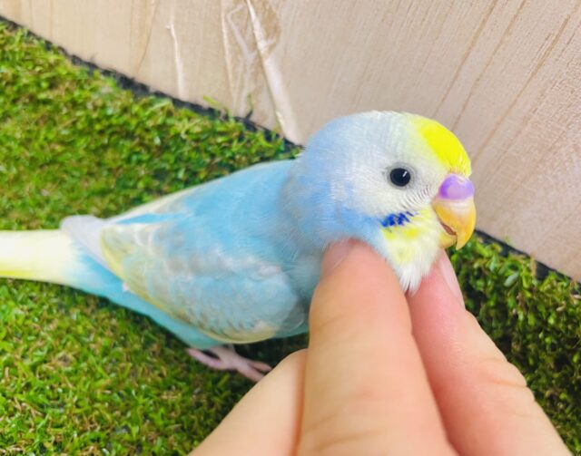 最新画像になりますよ⭐️夏っぽく🌻弾けちゃおう🏄‍♂️ セキセイインコ　パステルレインボーパイド