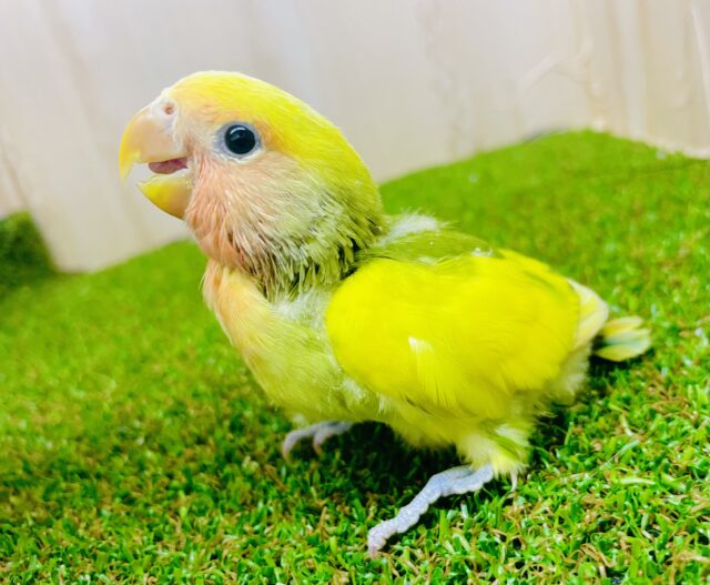 最新画像になりますよ⭐️きらり降り注ぐ☀️陽射しのコザ⭐️ コザクラインコ　タイガーチェリー