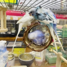 新松戸店限定⭐️ふわふわ天使の羽衣ちゃんフェア開催中⭐️