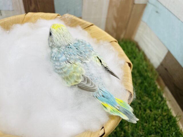 セキセイインコ