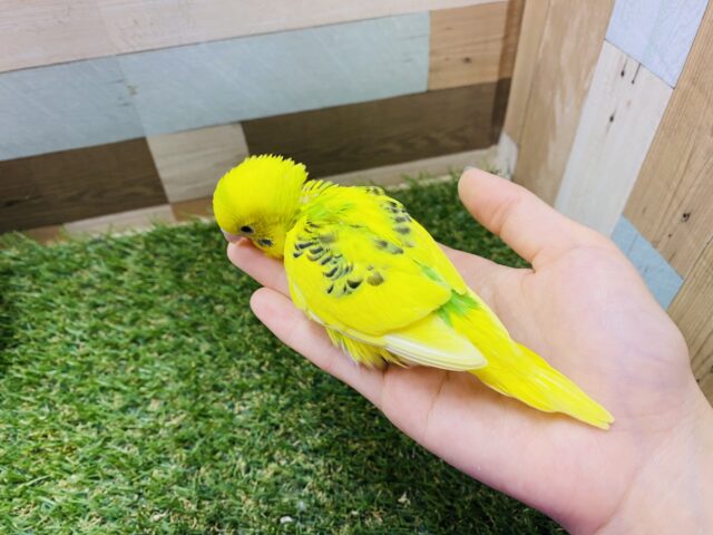 セキセイインコ