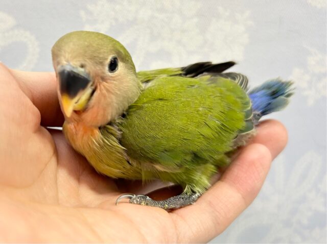 グリーン💚コザクラインコ (ノーマル) 2023年5月生まれ