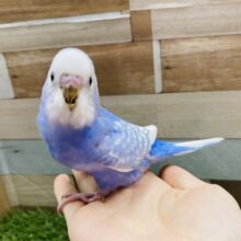 最新画像有り☆まるで青空のようなカラーのコ！セキセイインコのスパングル！