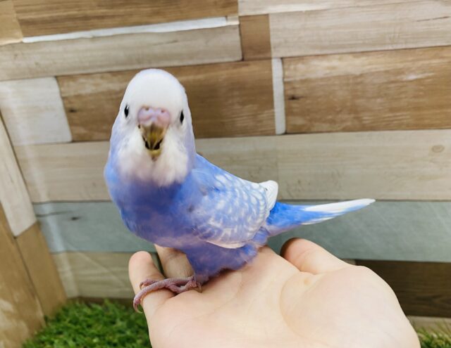 最新画像有り☆まるで青空のようなカラーのコ！セキセイインコのスパングル！