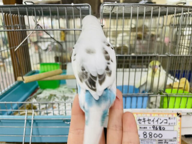 セキセイインコ